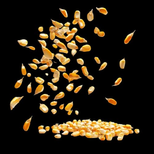 Grain Image