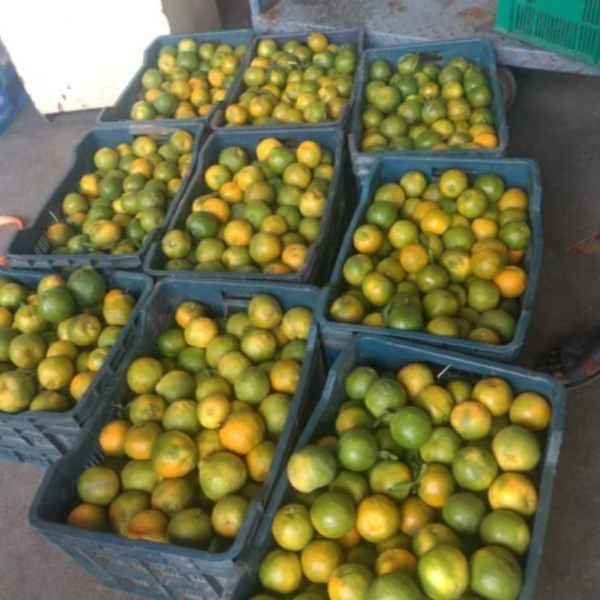 Oranges Export