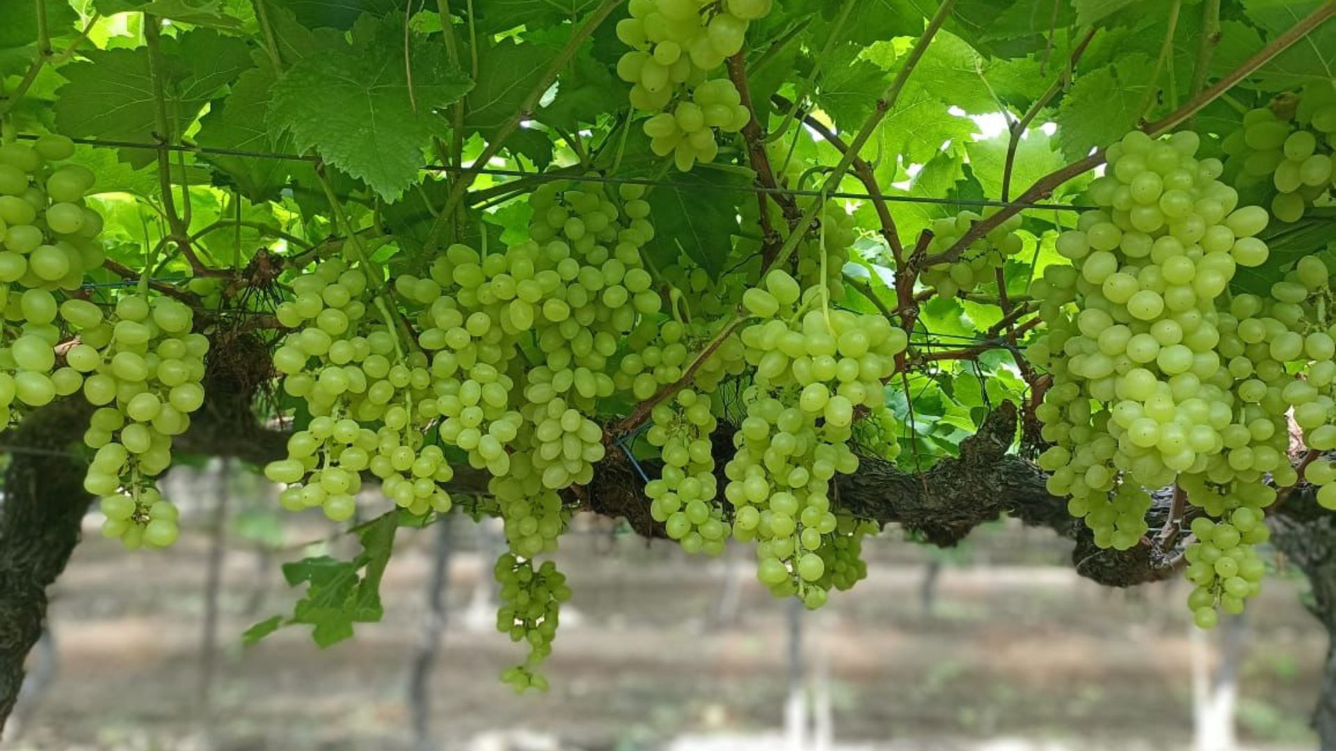 Green Grapes