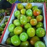 Tomatoes - Image 2